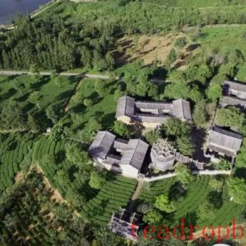 Tea Fragrance from Xishuangbanna: The New-Style Tea Garden of Menghai Dayi Ecological Tea Garden