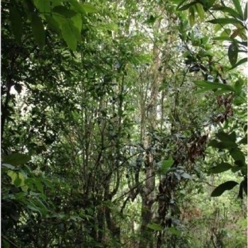 Tea Tree Cultivation Methods in Yunnan