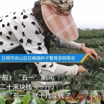 Why is it Difficult to Implement Tea Seedling Subsidies? Provincial Department of Agriculture and Rural Affairs: Integrating Various Policy Elements to Promote High-Quality Development of the Tea Industry