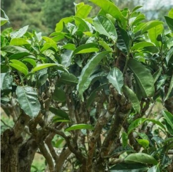 Tea Region of Wenshan Prefecture (Part 2)