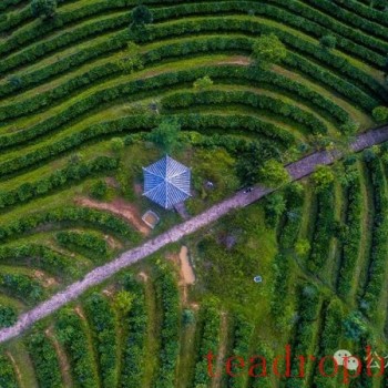 Zhenyuan County Breaks New Ground with the "Qianjiazhai Ye No." Pu-er Tea Regional Public Brand to Realize the Value of Ecological Products in the Tea Industry