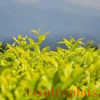 White Cockatoo, One of the Four Famous Clones of Wuyi Rock Tea