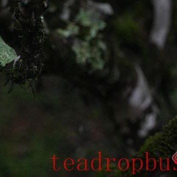 Menghai Ban Zhang Village: Aromatic Tea and Ancient Charm, Pearl on the Frontier