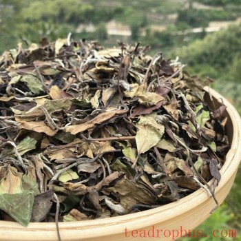 White Tea: A Gift of Time, the Taste of Years