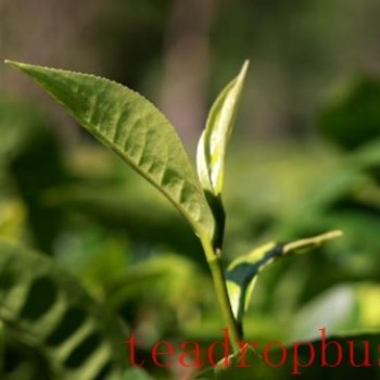 Culinary Delights with Tea: A Gourmet Tour in Pu-er, Yunnan