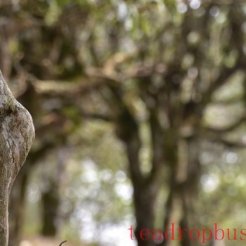 Features of the He Kai Ancient Tree Tea