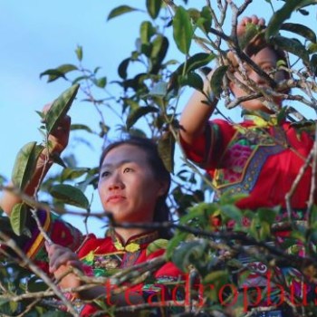 Mengpeng Town, Yanzihead Village: People Work Diligently to Make the Most of the Spring Light—It-s the Right Time for Spring Tea Harvest