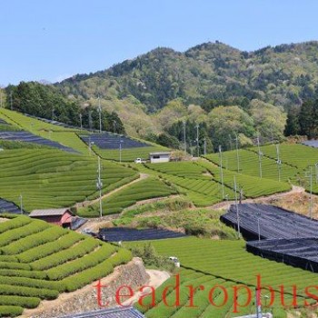 Japanese Farmers Increase Tencha Production