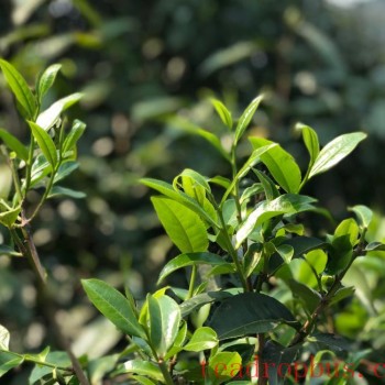 The Anticancer Potential of Tea Catechins