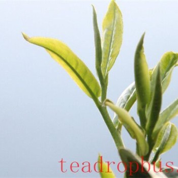 Puer Spring Tea: When Does the Harvest Begin?