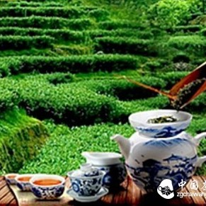 The Difference Between Tieguanyin and Aged Tieguanyin?