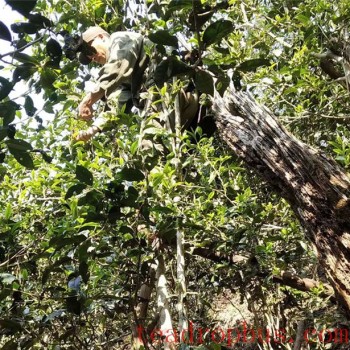 Yiwu Bohetang Second-Class Ancient Tree Spring Tea Price 2024