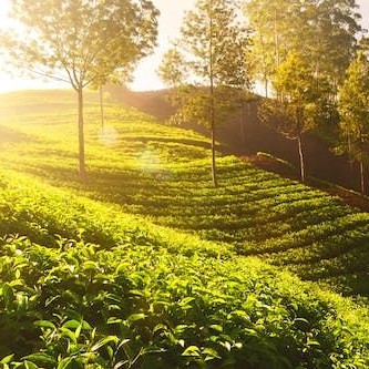 Mengding Mountain Yellow Bud: What Type of Tea Is It? Getting to Know a Fine Tea Near Us—Mengding Yellow Bud