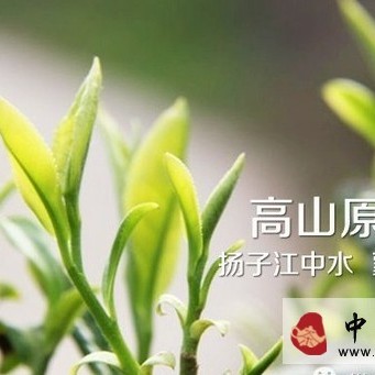 Mengding Huangya: A Famous Sichuan Yellow Tea
