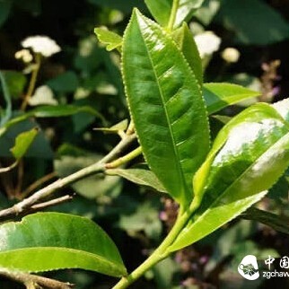 The Story of Pu-erh Tea's "Spring, Summer, Autumn, and Winter"