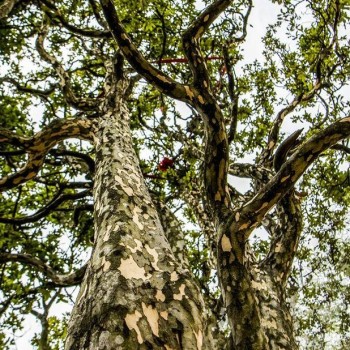 Wuxi, Chongqing: Ancient Eagle Tea Trees in Bloom