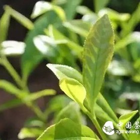 New Tea is Better: Several Tips for Identifying Spring Tea