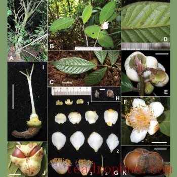 Chinese Scientists Discover Rare Wild Tea Plant in Yunnan