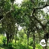 Can You Really Identify the Mountain Village of Pu'er Tea by Taste?