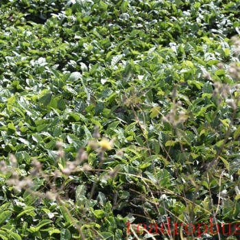 Technical Guidelines for Disaster Prevention and Mitigation in Summer Tea Gardens 2024