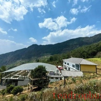 Mawan Town: The Ancient Tea Garden Area of Wenling Helps Increase Farmers- Income