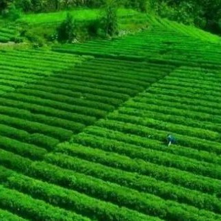 Tea at Xikou