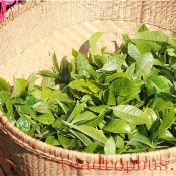 When do Pu-er Spring Teas Typically Become Available? How to Select Pu-er Spring Teas?