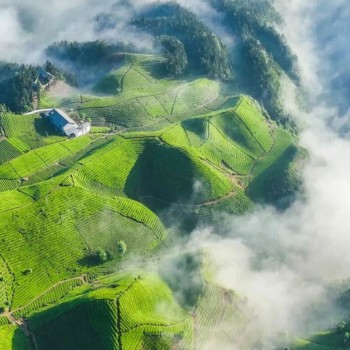 What Kind of Tea Can Be Called Good Hubei Tea?