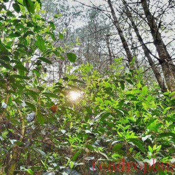 Changning-s Heavenly Mountain Scenic Beauty, Pine Forests and Tea Fragrance