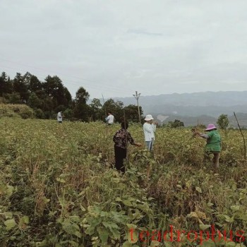 Intercropping Soybeans in Young Mountainous Guizhou Tea Gardens for Weed Control and Soil Fertility Improvement