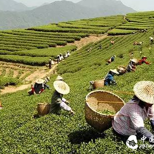 Do You Know the Ten Secrets of Tasting Fuding White Tea?