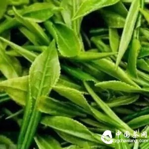 Spring Tea: Seeking "Early"? Better Seek "Quality"!