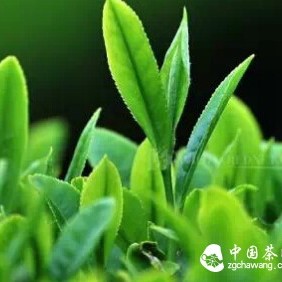 Spring tea is on the market! Teach you three steps to distinguish old tea from new tea.