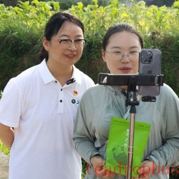 Zhu-Macao-Hong Kong Youth Tea Garden Tour, Supporting "Guangdong-Guizhou Collaboration" and "Guizhou Tea to the World"