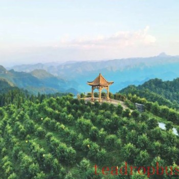 Nanchuan: Safeguarding Ancient Tea Trees, Bringing Fine Tea Out of the Mountains