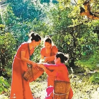 Jingmai: The Fragrant Nuogang Village