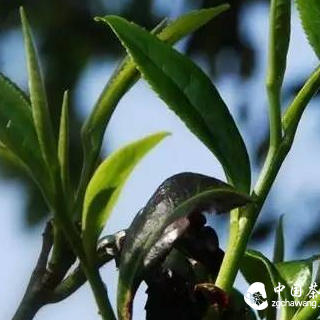 Can Raw Pu-erh Tea and Ripe Pu-erh Tea Be Stored Together?