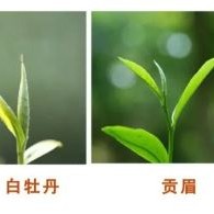 White Tea: The Art of Time, A Feast for the Palate