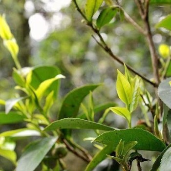 Guliao Tea — Imperial Delicacy of the Qing Dynasty, Heavenly Aroma of Immortals