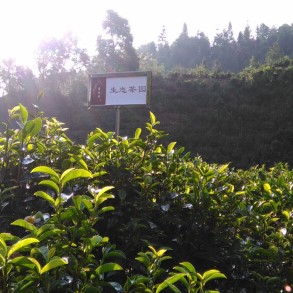 【The Beauty of Liubao · Grand Lecture】Liubao Tea Plant — (II) Varieties of Liubao Tea Plants