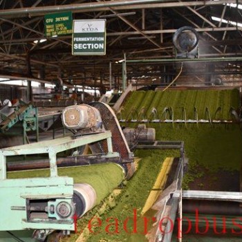 Kenya Modernizes Its Tea Factories