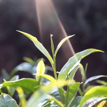 Which Dynasty Did Tea Originate In? Unveiling the Long History of Chinese Tea Culture