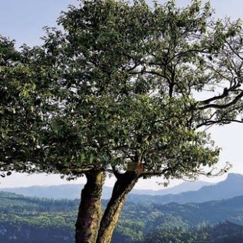 Chongqing Has Thousand-Year-Old Giant Tea Trees?