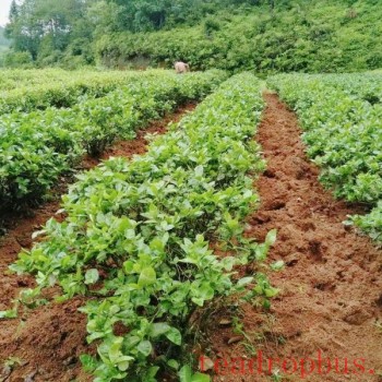 A Brief Discussion on the Wuyi Cultivation Method