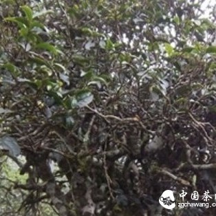 Basic Knowledge You Must Understand When Learning and Identifying Tea