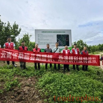 Yunnan Tea Research Institute-s Special Team Provides Technology Services in Border Villages