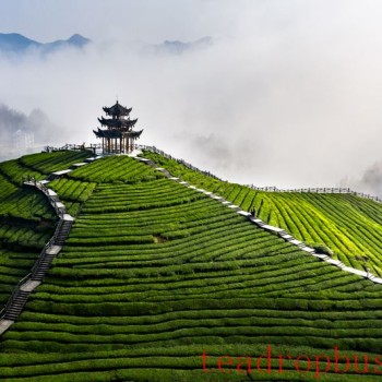 Processing Technology: Optimization of High-Quality Dark Tea Piling Process