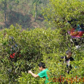 Where Does the Freshness and Refreshment of Spring Tea Come From?
