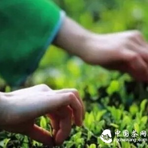 Things About Pre-Qingming Tea