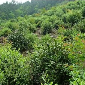 Do You Know Such a Capricious Tea?